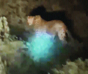 Now leopard seen again in Umaria Khurd of Mhow