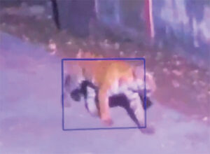 tiger spotted in mhow mp