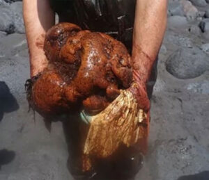 What left them stunned was found in the entrails of a dead whale