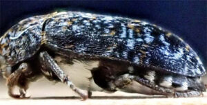 A creature has been spotted that eats human flesh