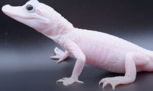 Rare white crocodile born