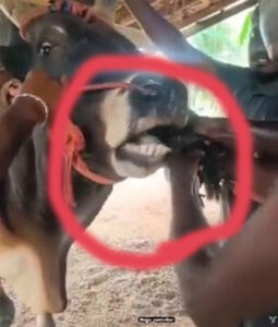 Case of feeding live cock to bull came to light