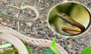 A rare species of snake seen for the first time in the hills