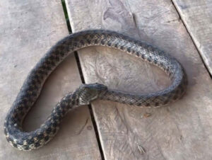 snake trying to swallow itself