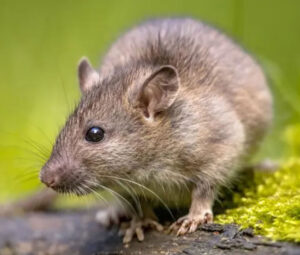 Rats ate marijuana and became happy