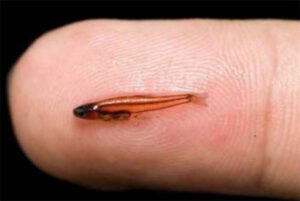 World's smallest fish found