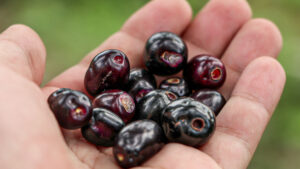 Jamun Ke fayde