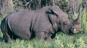 South African scientists put radioactive substance on rhino horn