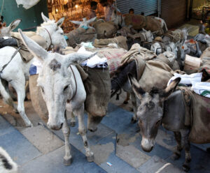 Donkeys are being stolen in this city of MP...!