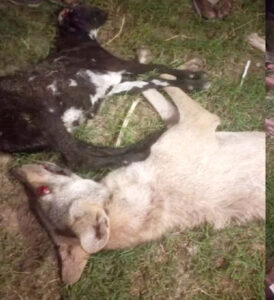 Troubled by the terror of the wolf, the villagers heaved a sigh of relief by killing it.