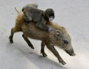 In Japan, a pig's kidney was given to a monkey.