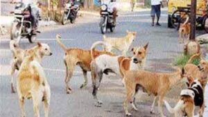 113 people were bitten by stray dogs every day in October