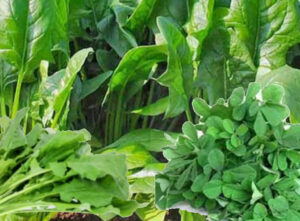 Consuming greens as a nutritious food to boost immunity
