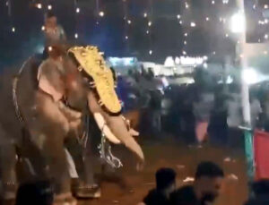 Kerala News: The elephant picked up man and threw it several feet away.