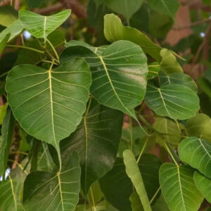 There are some trees which are very inauspicious to plant in the courtyard of the house.