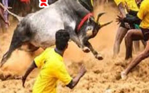jallikattu death 2025