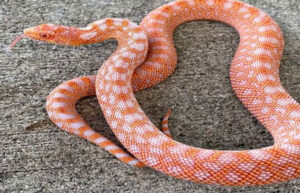 Suddenly there was a movement under the feet and a big snake was seen coming out from there
