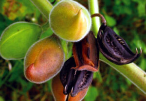 Baghnakhi is a unique plant