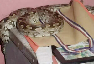 Python sitting on top of the cooler
