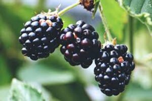 jamun khane ke fayde