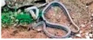 naag kee maut par baithee naagin, phir toda dam