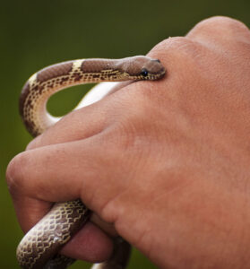 In Madhya Pradesh, 4,205 people were bitten by snakes in June 2025 alone