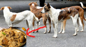 Municipality will feed chicken and rice worth Rs. 3 lakhs to street dogs...!