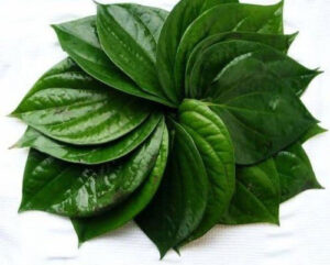 paan ke patte ke fayde