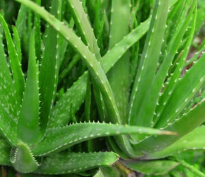 aloe vera health benefits