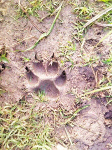  After Mundlabagh and Sulakhedi, it was seen in Silautia.