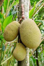 Jackfruit is a very beneficial vegetable rich in nutrients.