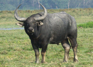 Wild buffaloes will return to Kanha