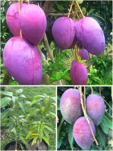 world most expensive mango