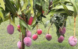 world most expensive mango price per kg