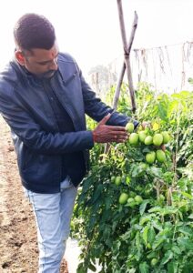 jawar ka tamatar